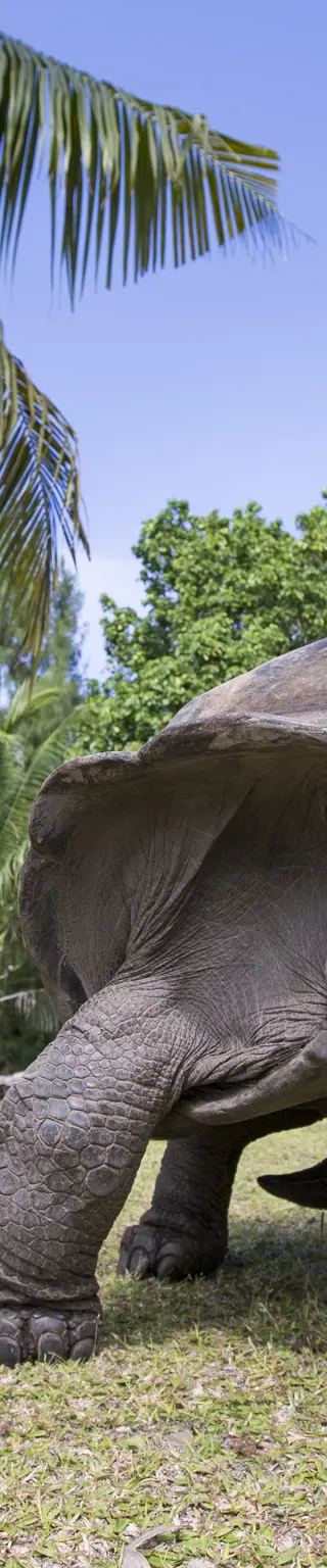 Die Riesenschildkröten auf Curieuse
